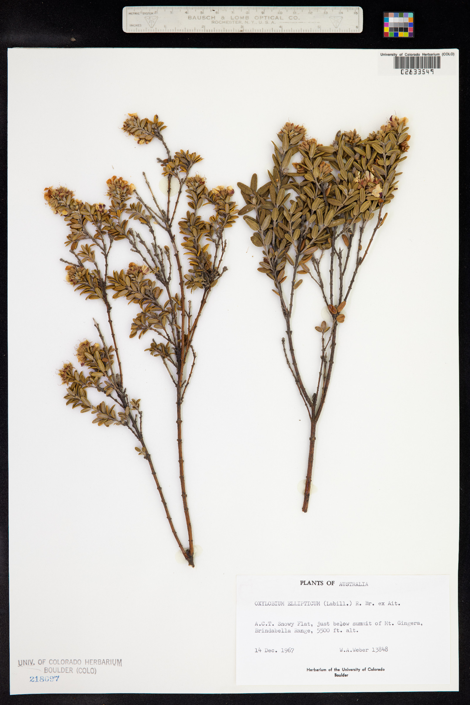 Oxylobium image