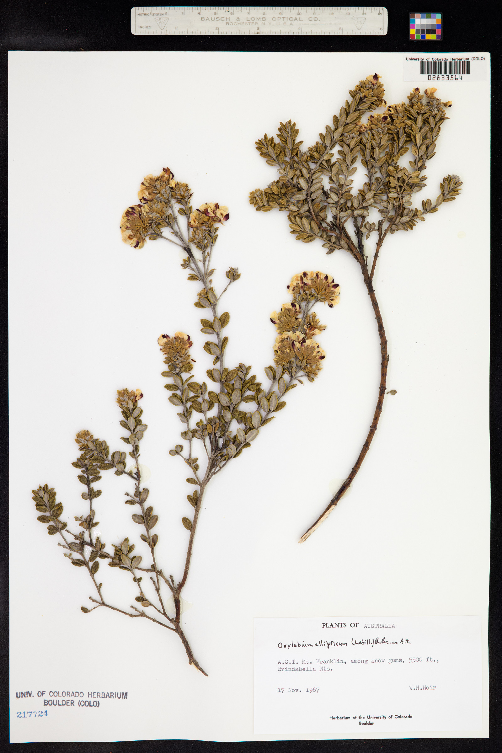 Oxylobium ellipticum image
