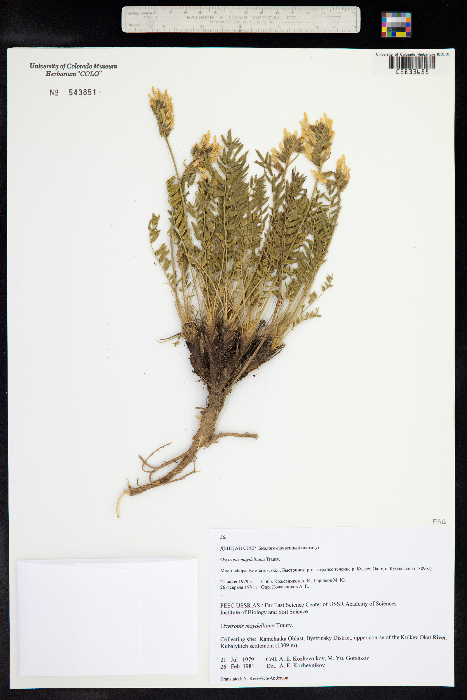 Oxytropis maydelliana image