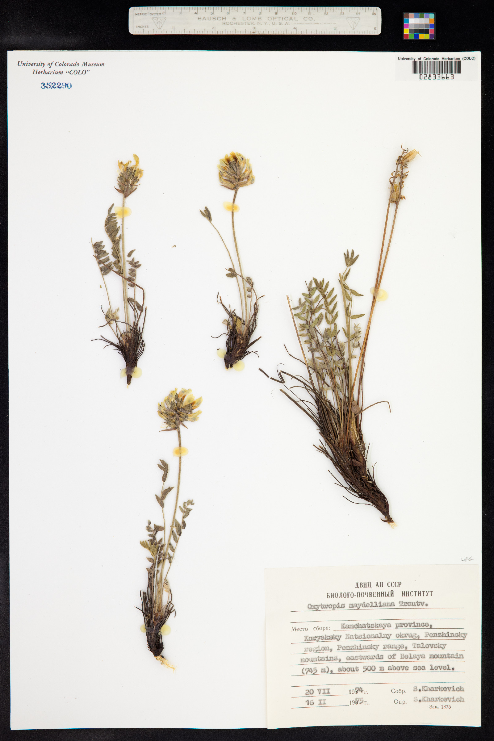 Oxytropis maydelliana image
