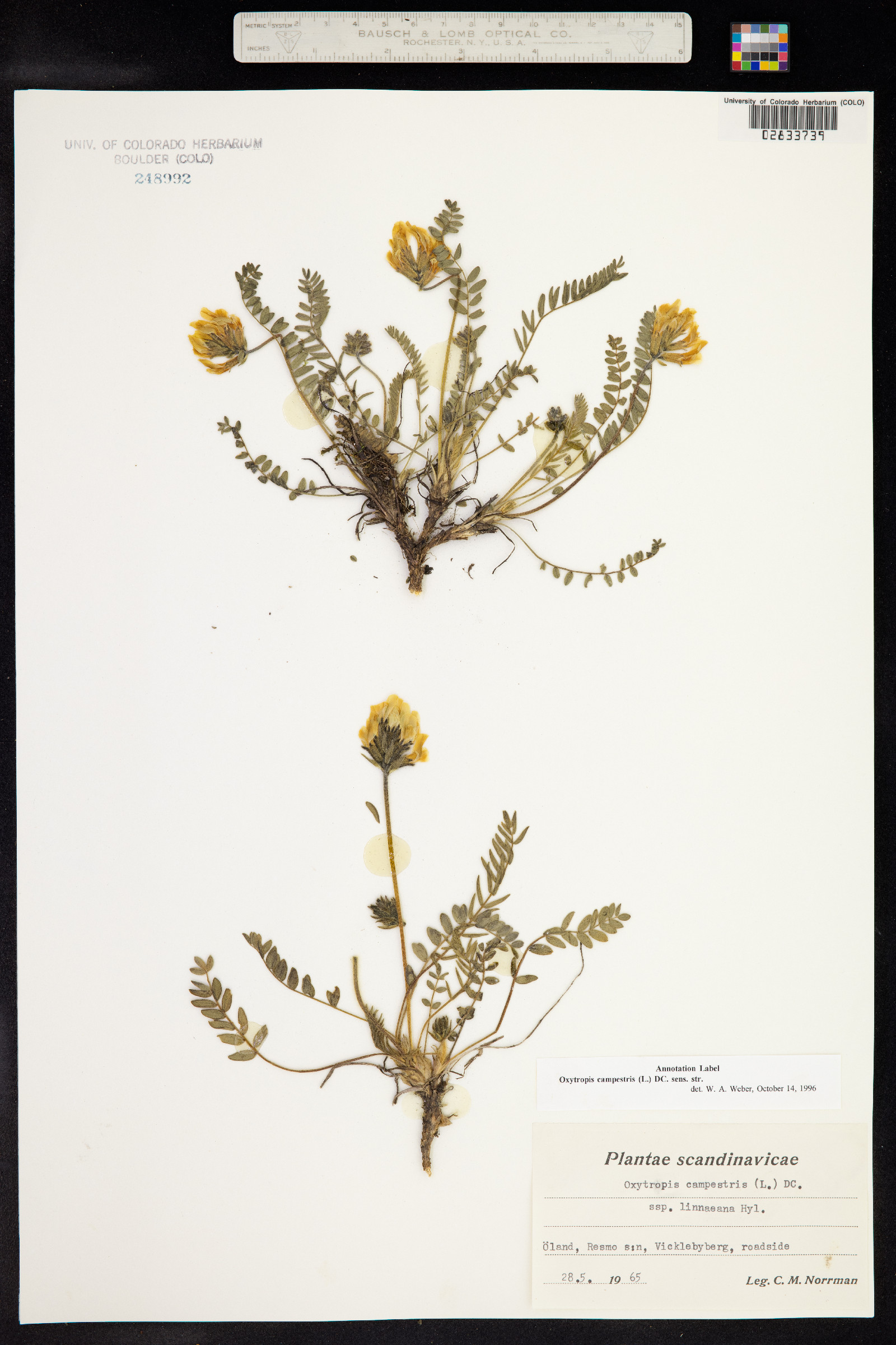 Oxytropis image