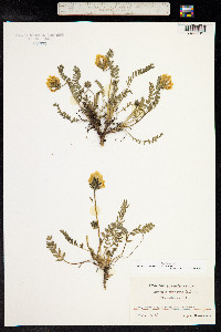 Oxytropis campestris image