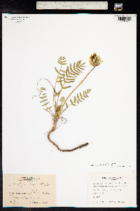 Oxytropis campestris image