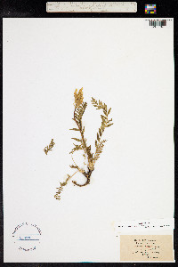 Oxytropis campestris image