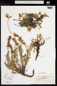 Oxytropis campestris image