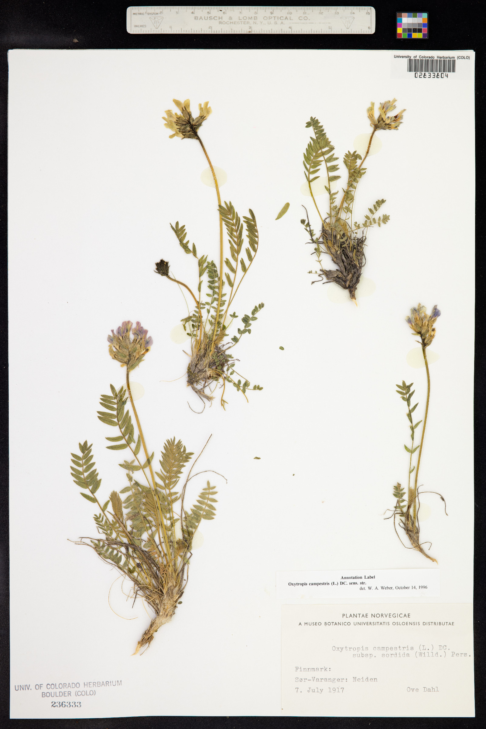 Oxytropis campestris image