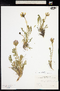 Oxytropis campestris image