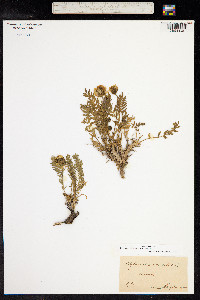 Oxytropis campestris image