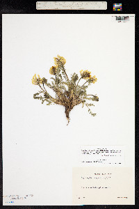 Oxytropis campestris image