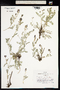 Oxytropis glabra image