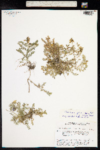 Oxytropis glabra image