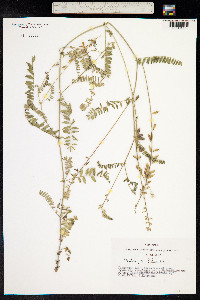 Oxytropis glabra image