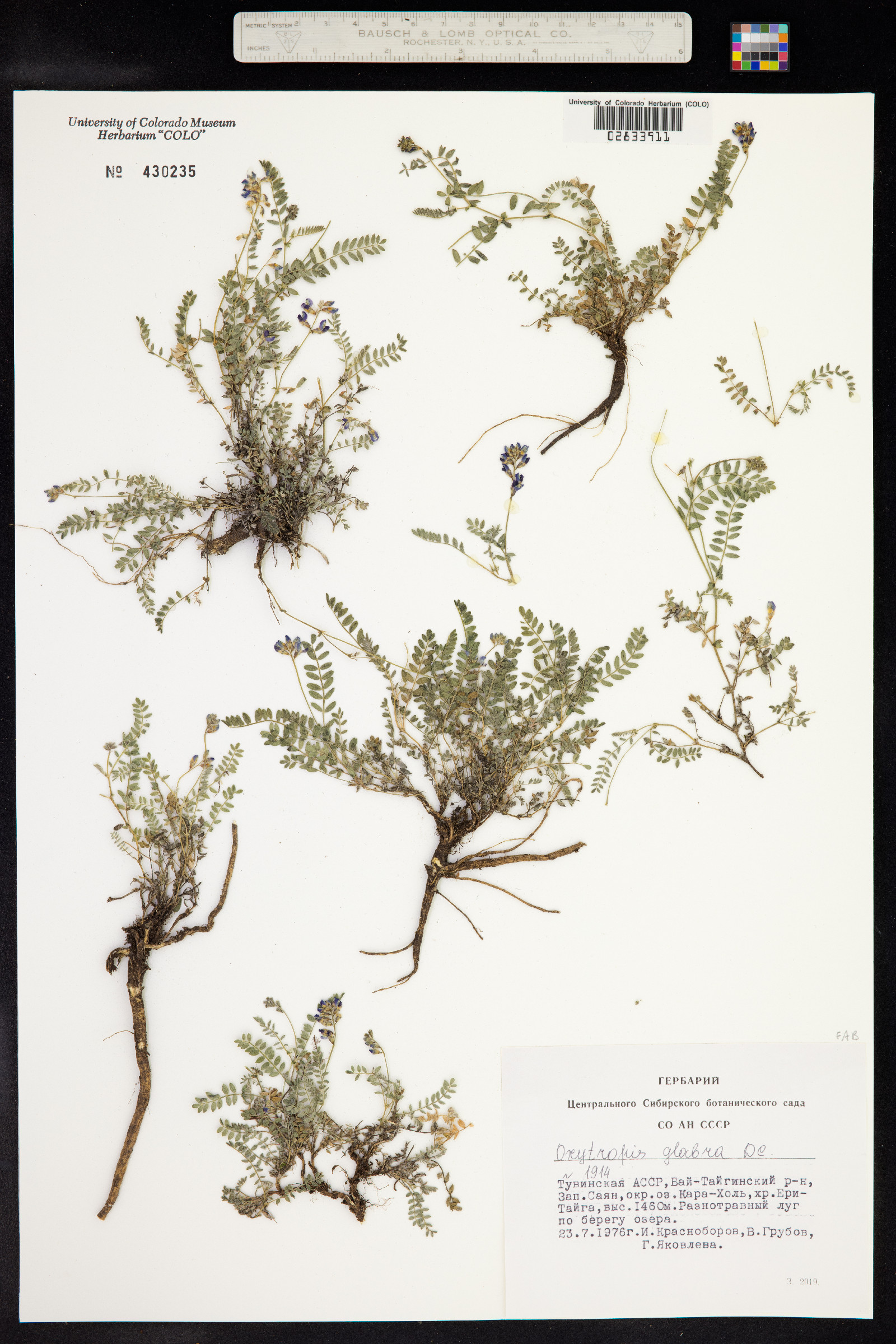 Oxytropis glabra image