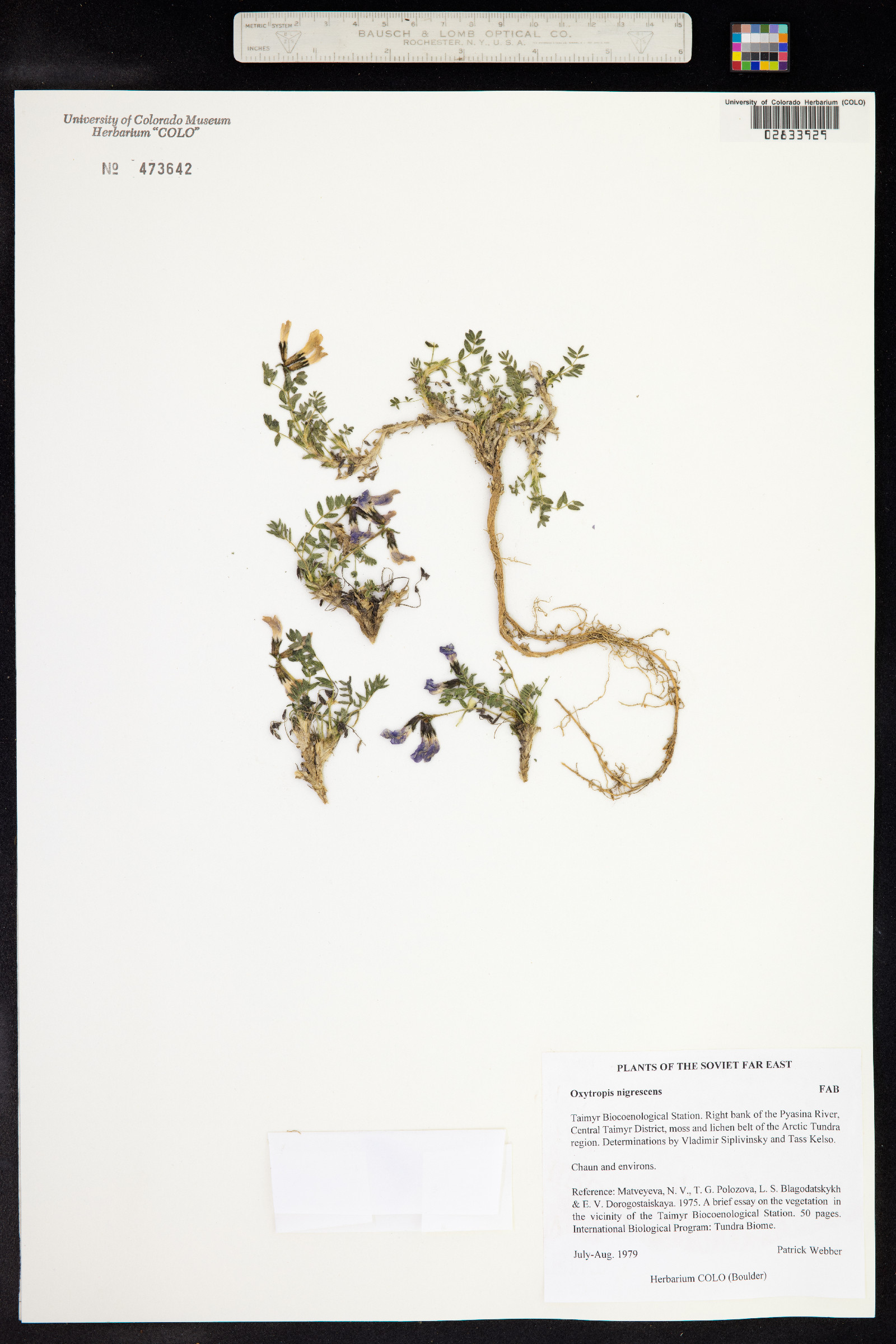 Oxytropis nigrescens image