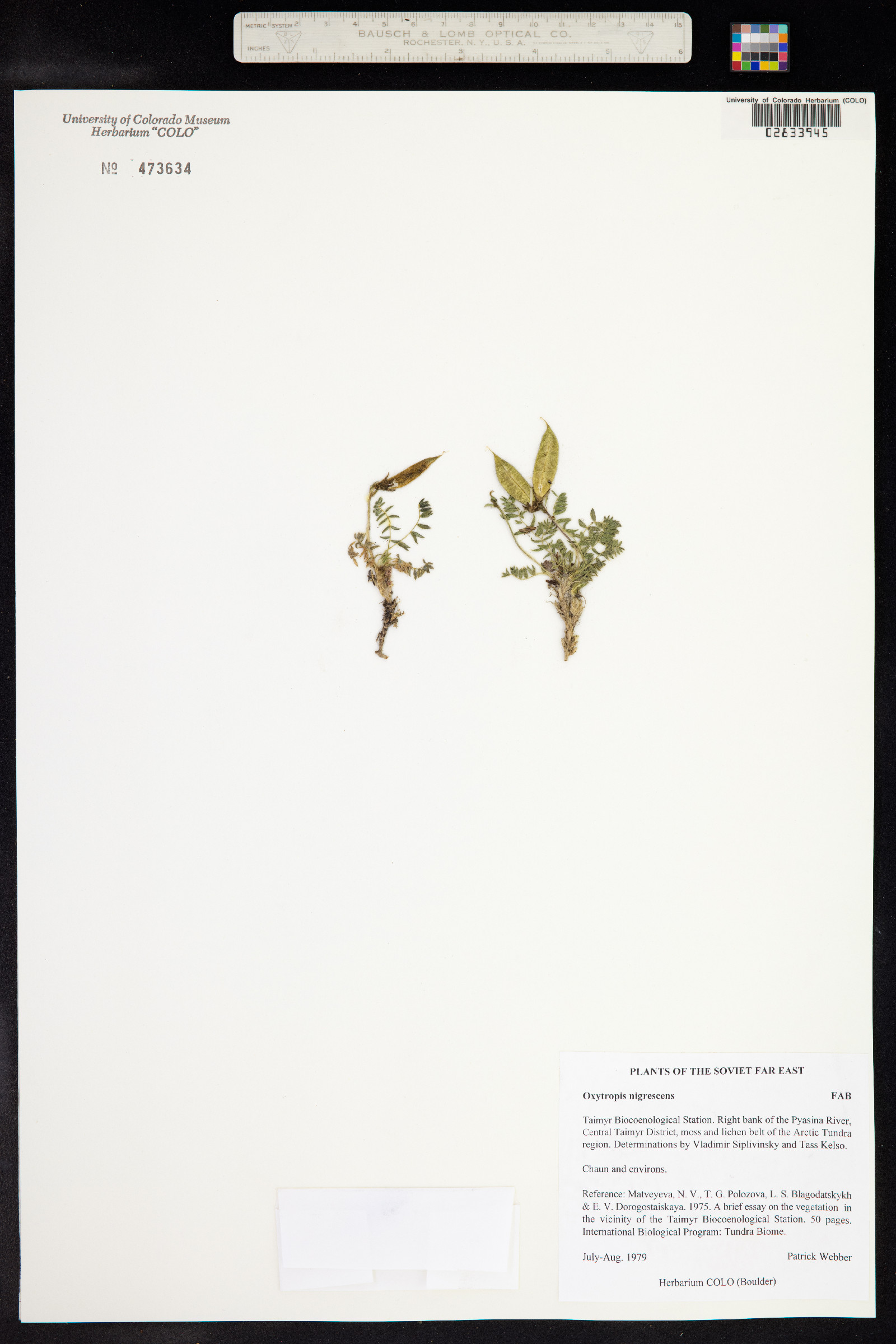 Oxytropis nigrescens var. nigrescens image