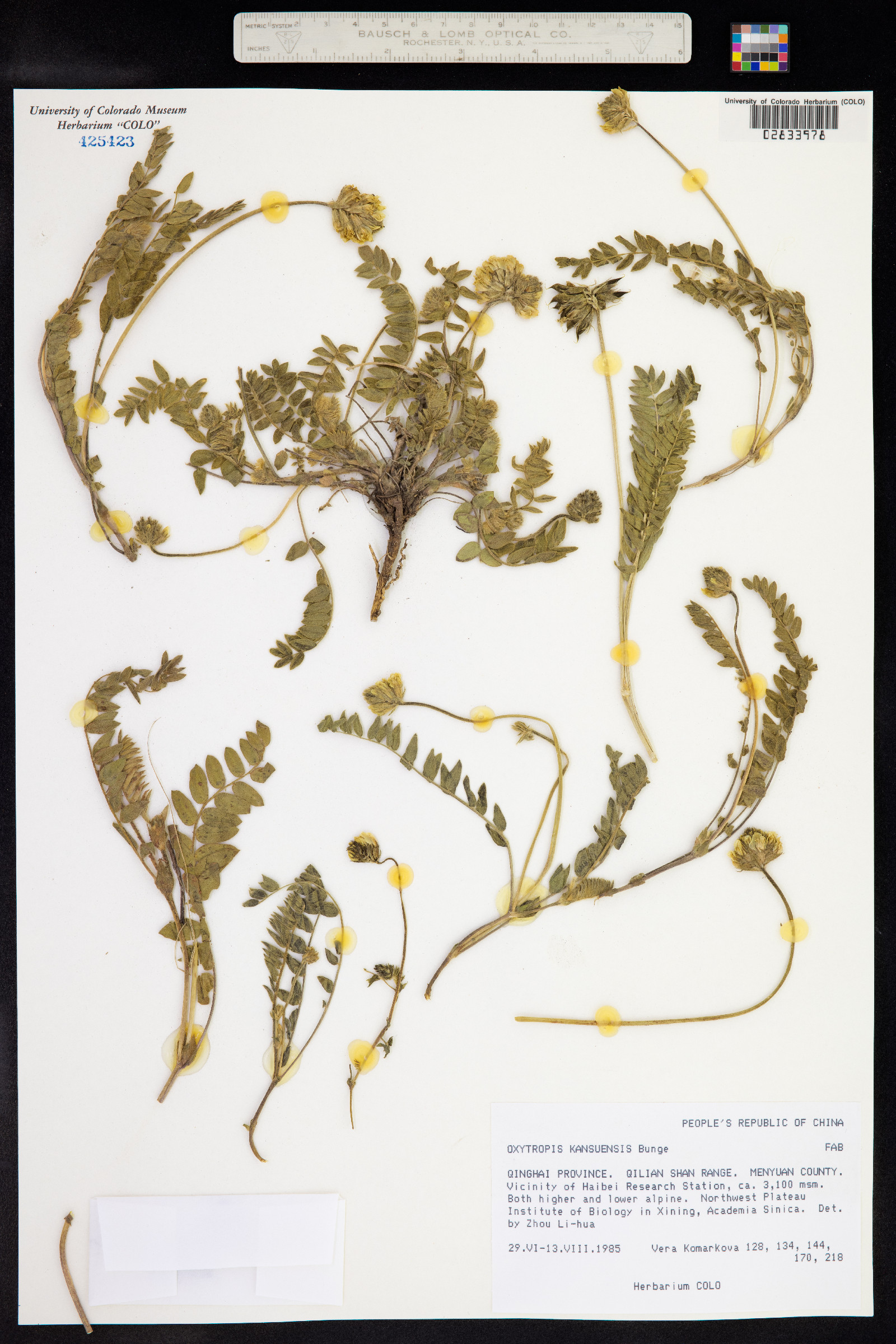 Oxytropis kansuensis image