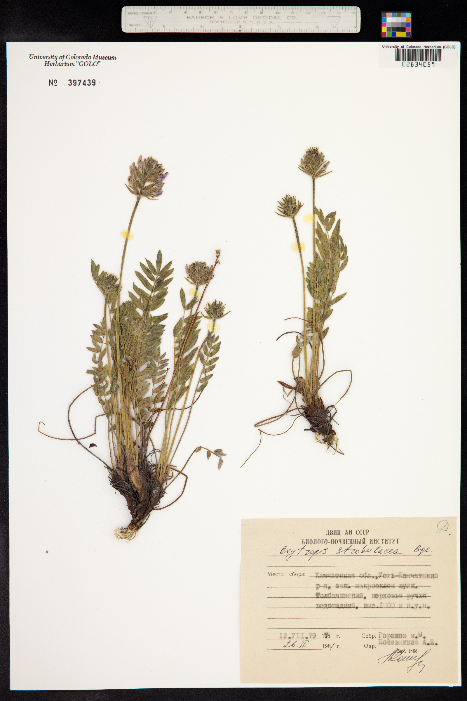 Oxytropis strobilacea image