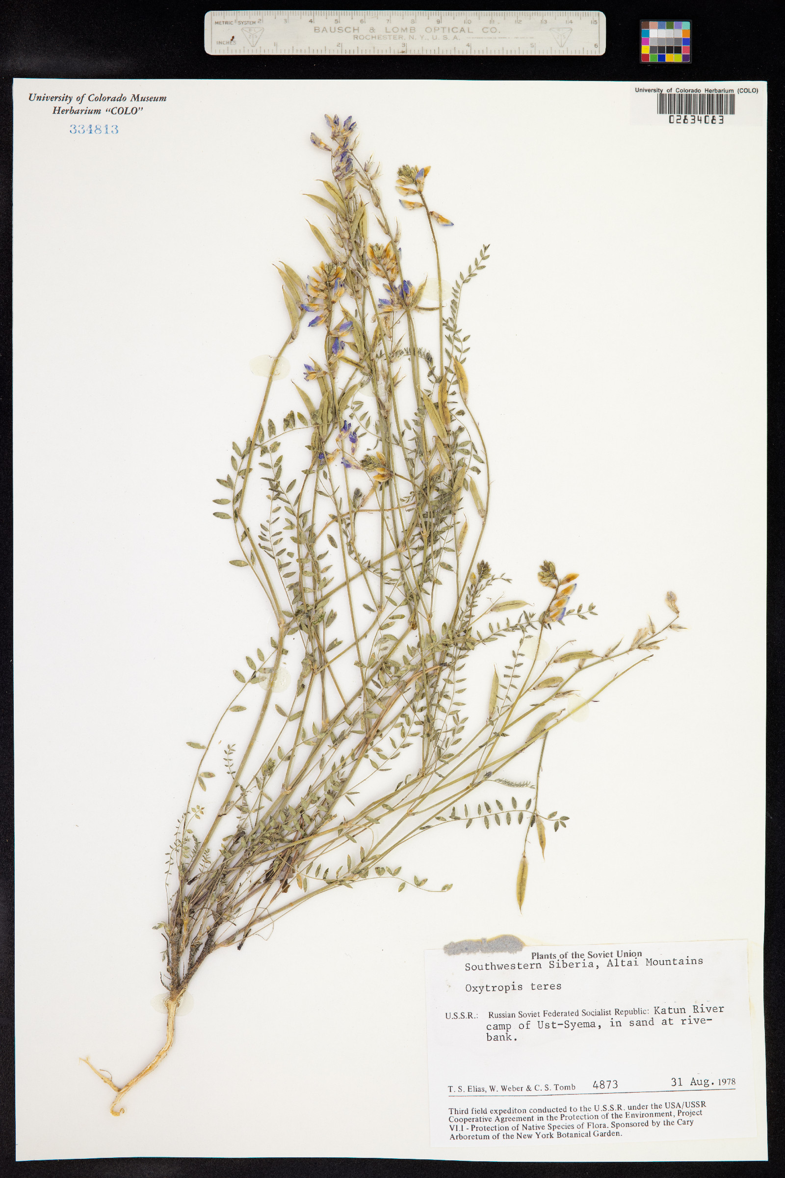 Oxytropis teres image