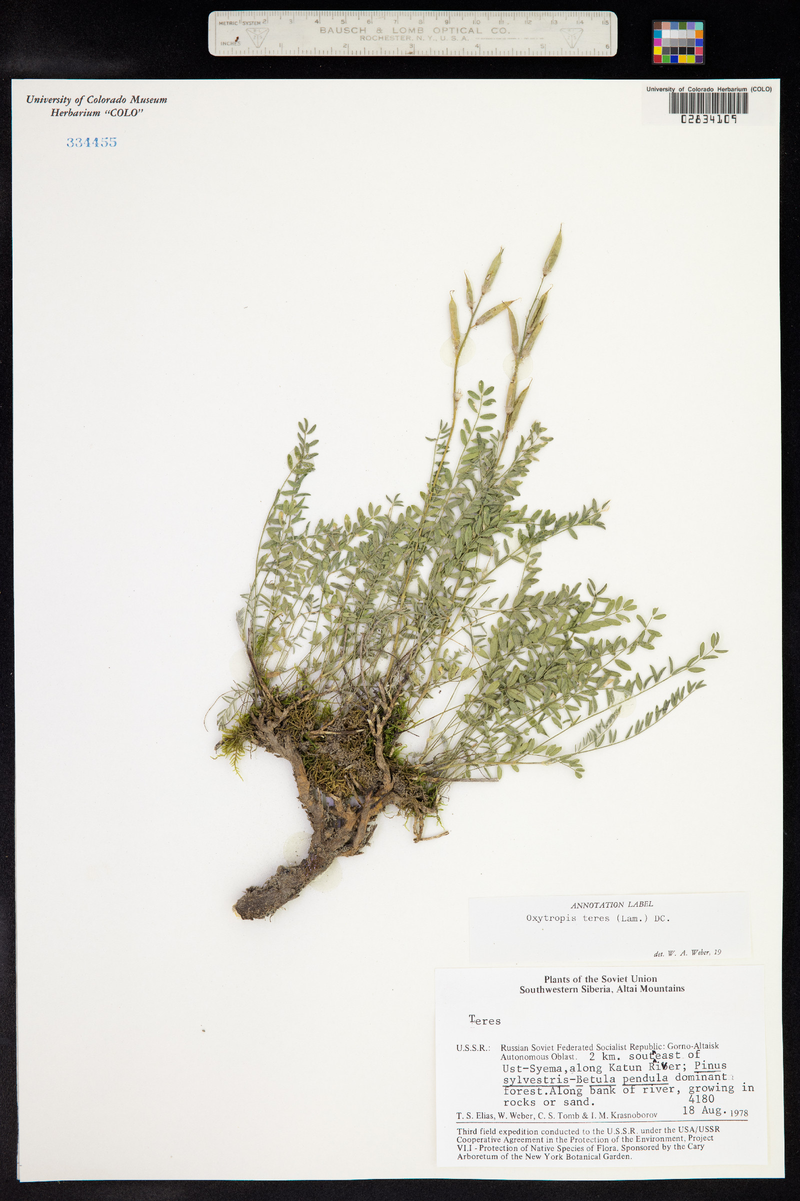 Oxytropis teres image