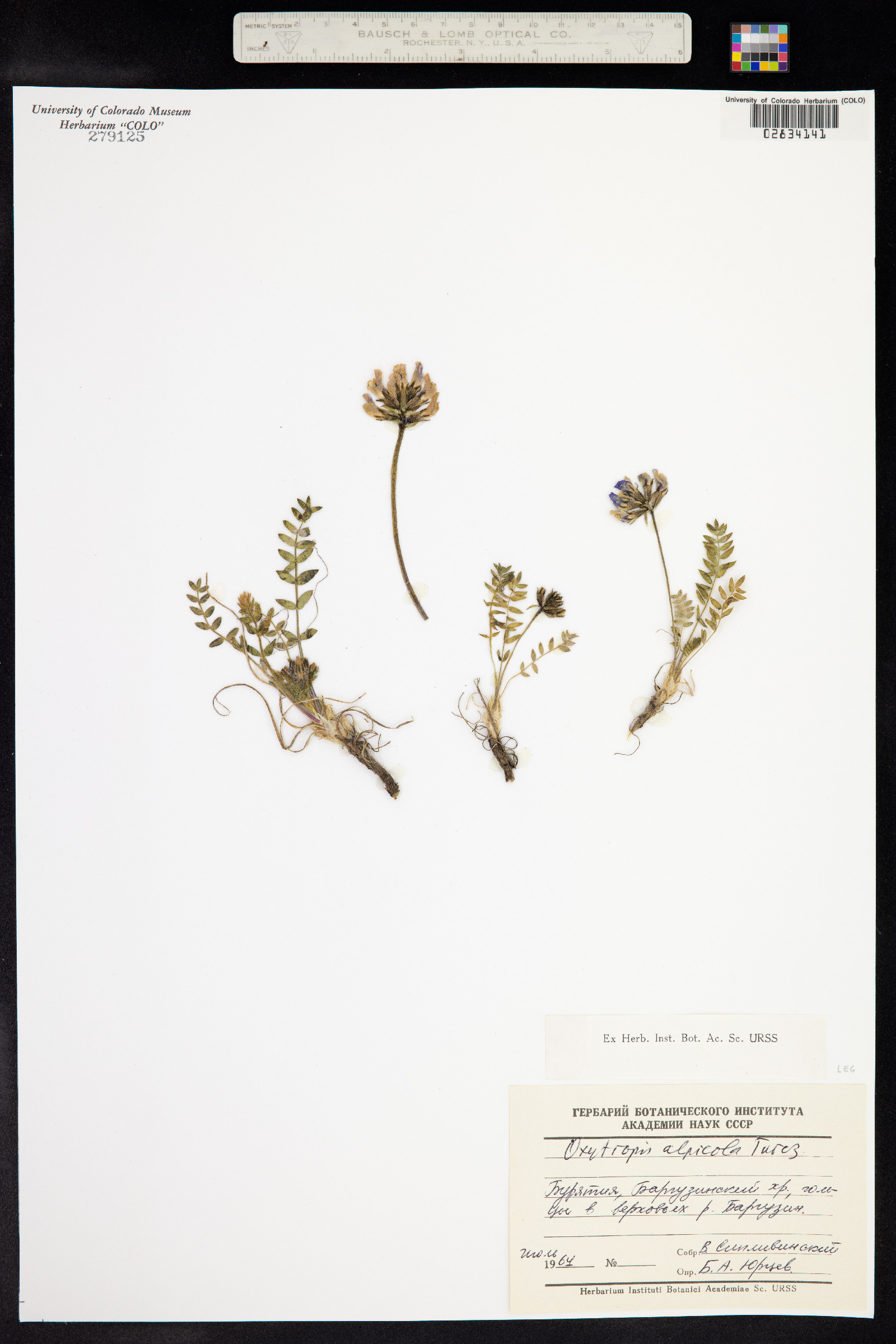 Oxytropis alpicola image