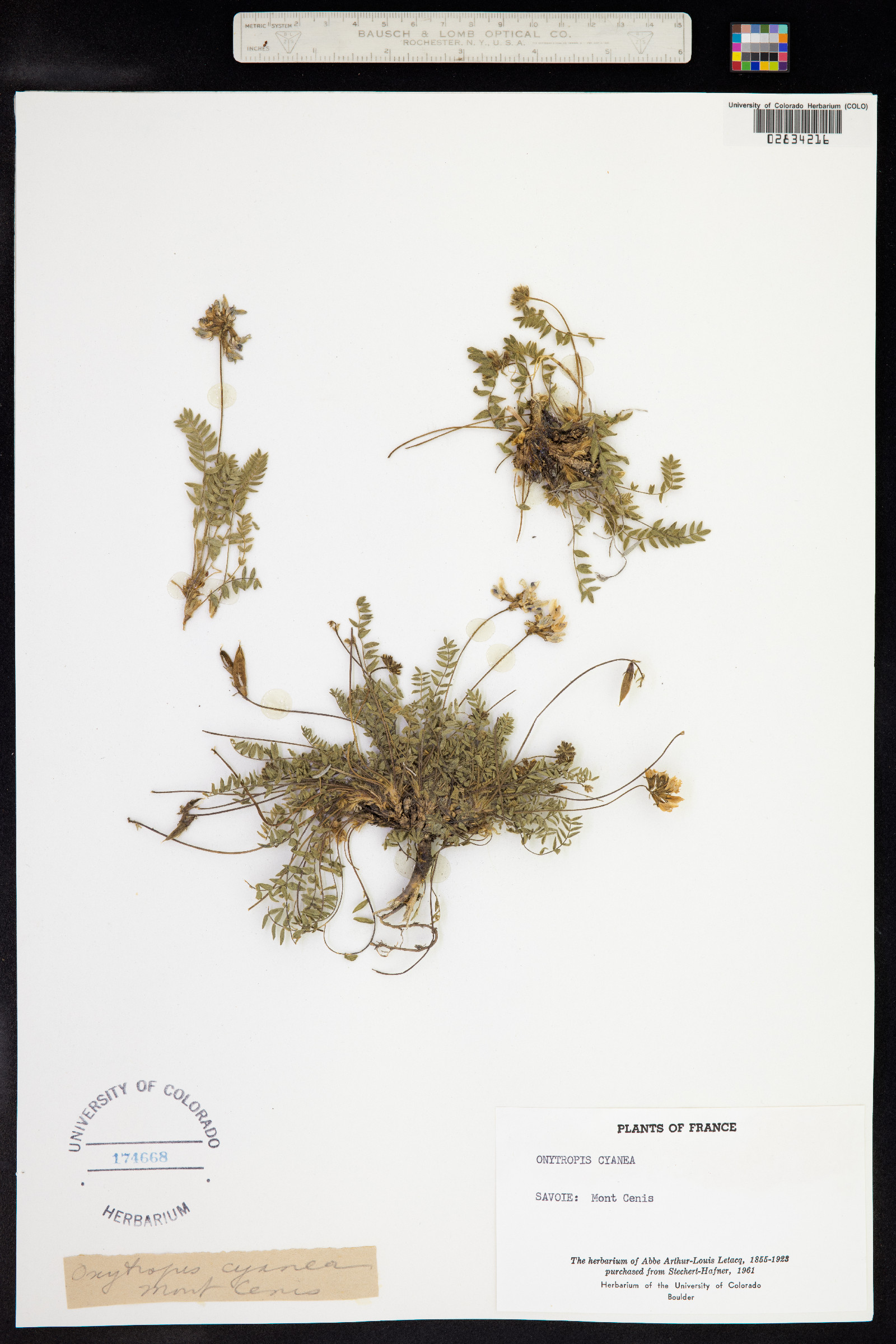 Oxytropis cyanea image