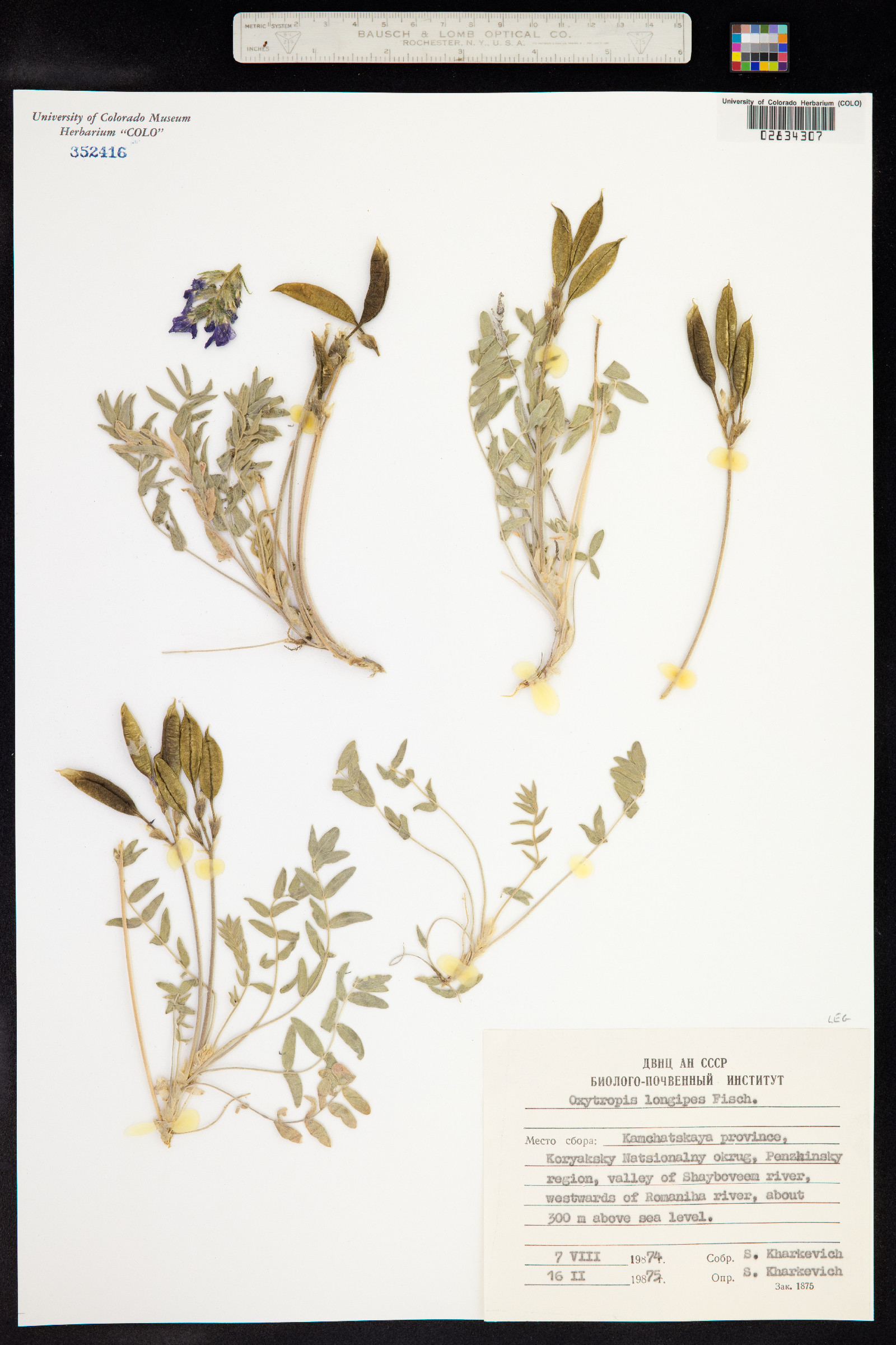 Oxytropis exserta image