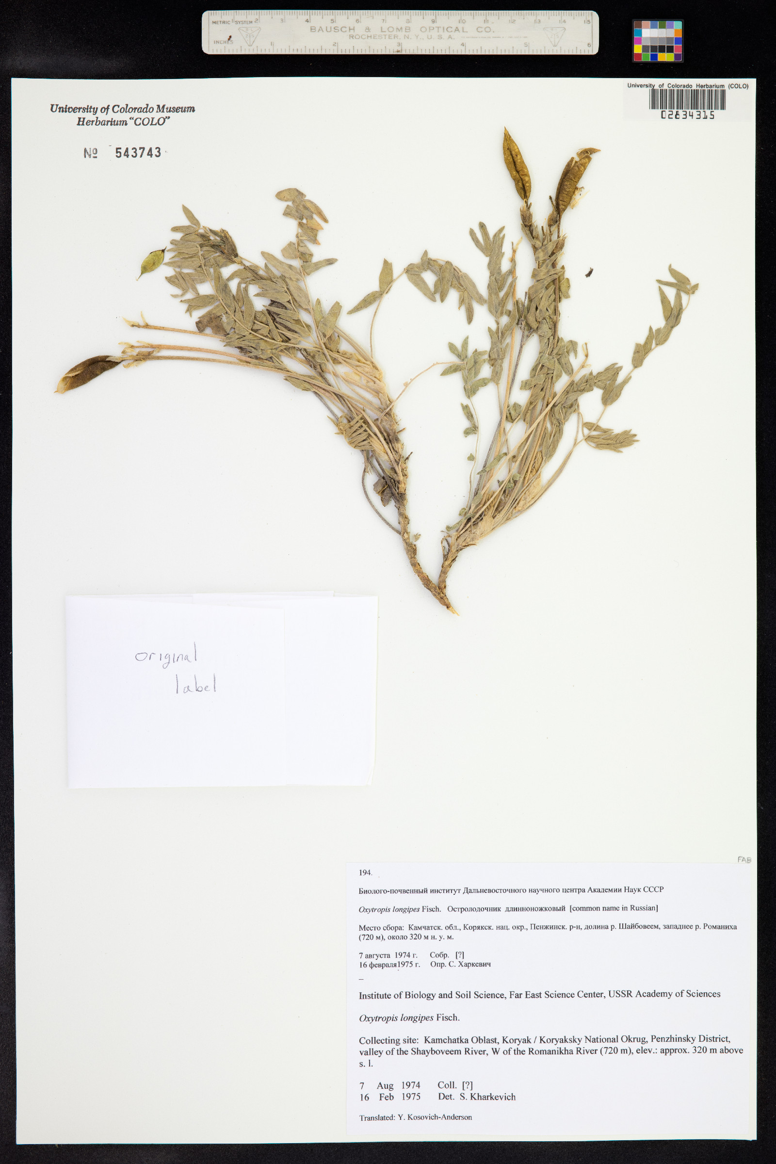 Oxytropis exserta image