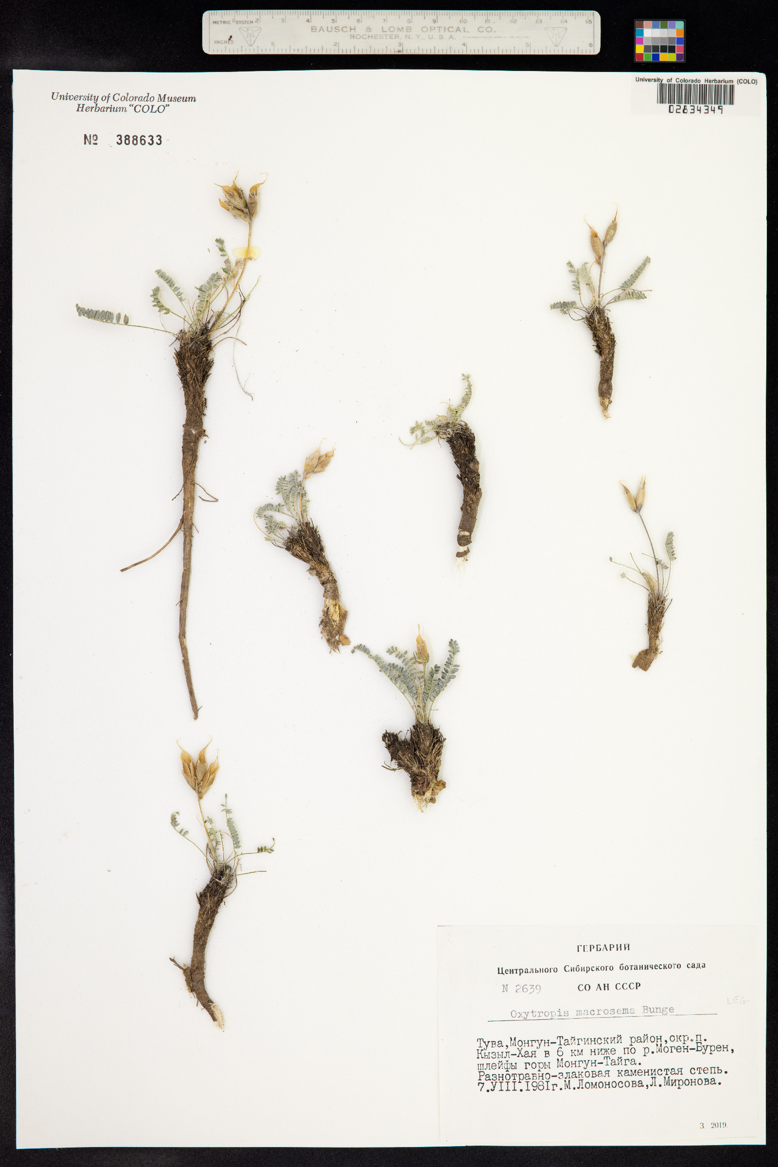 Oxytropis macrosema image
