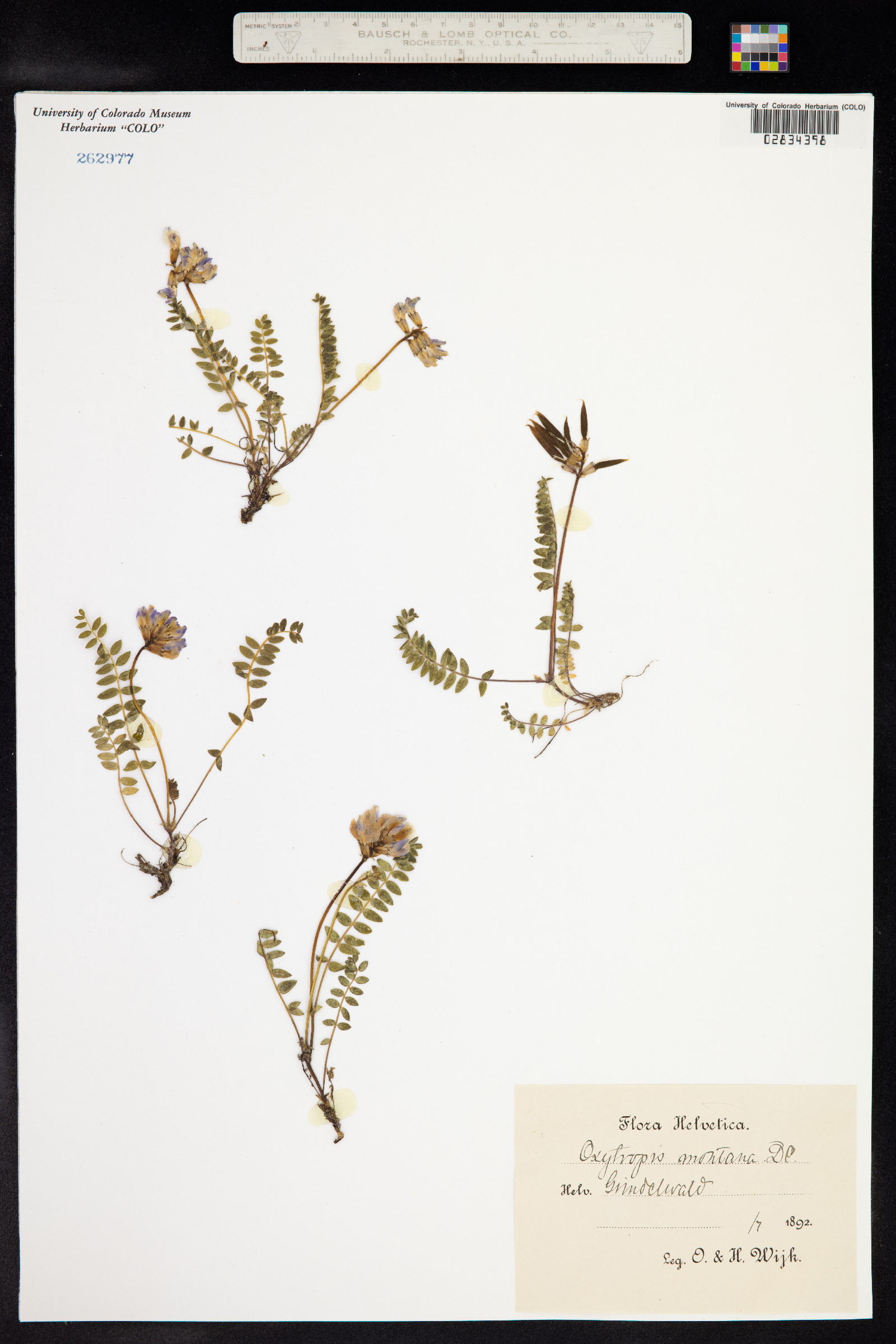 Oxytropis montana image