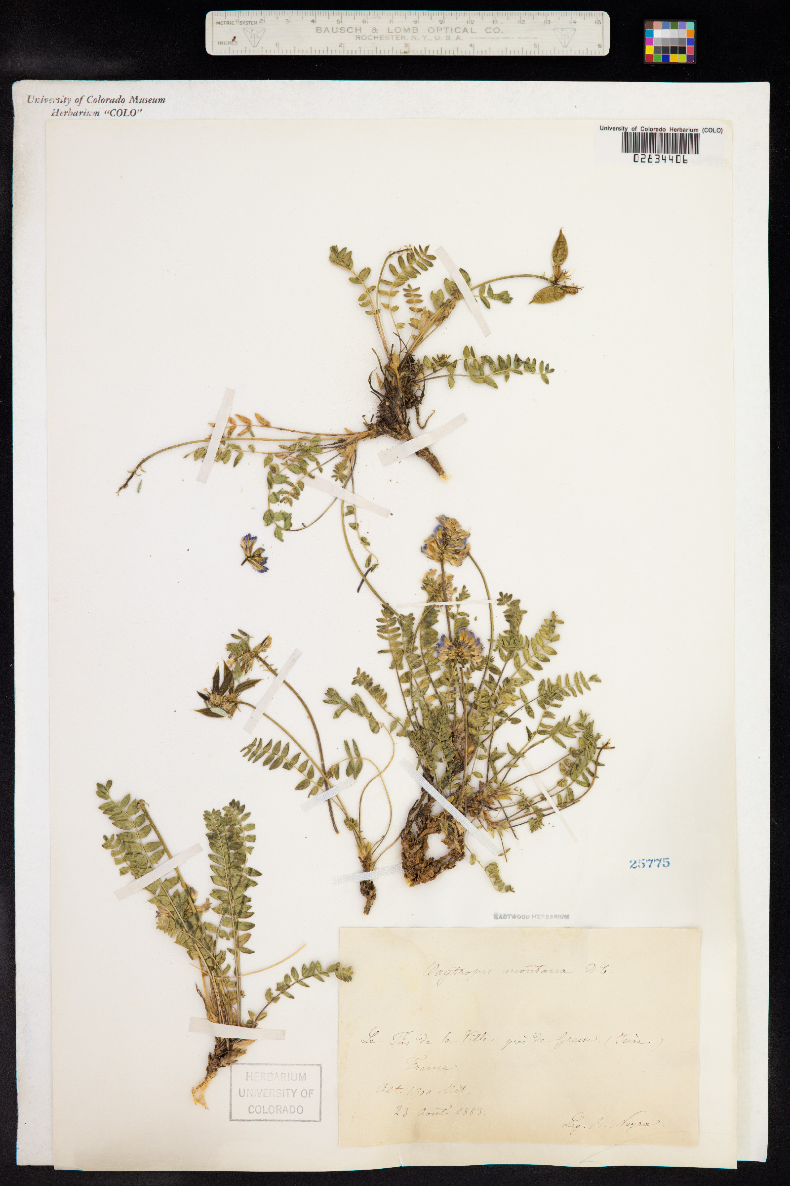 Oxytropis montana image