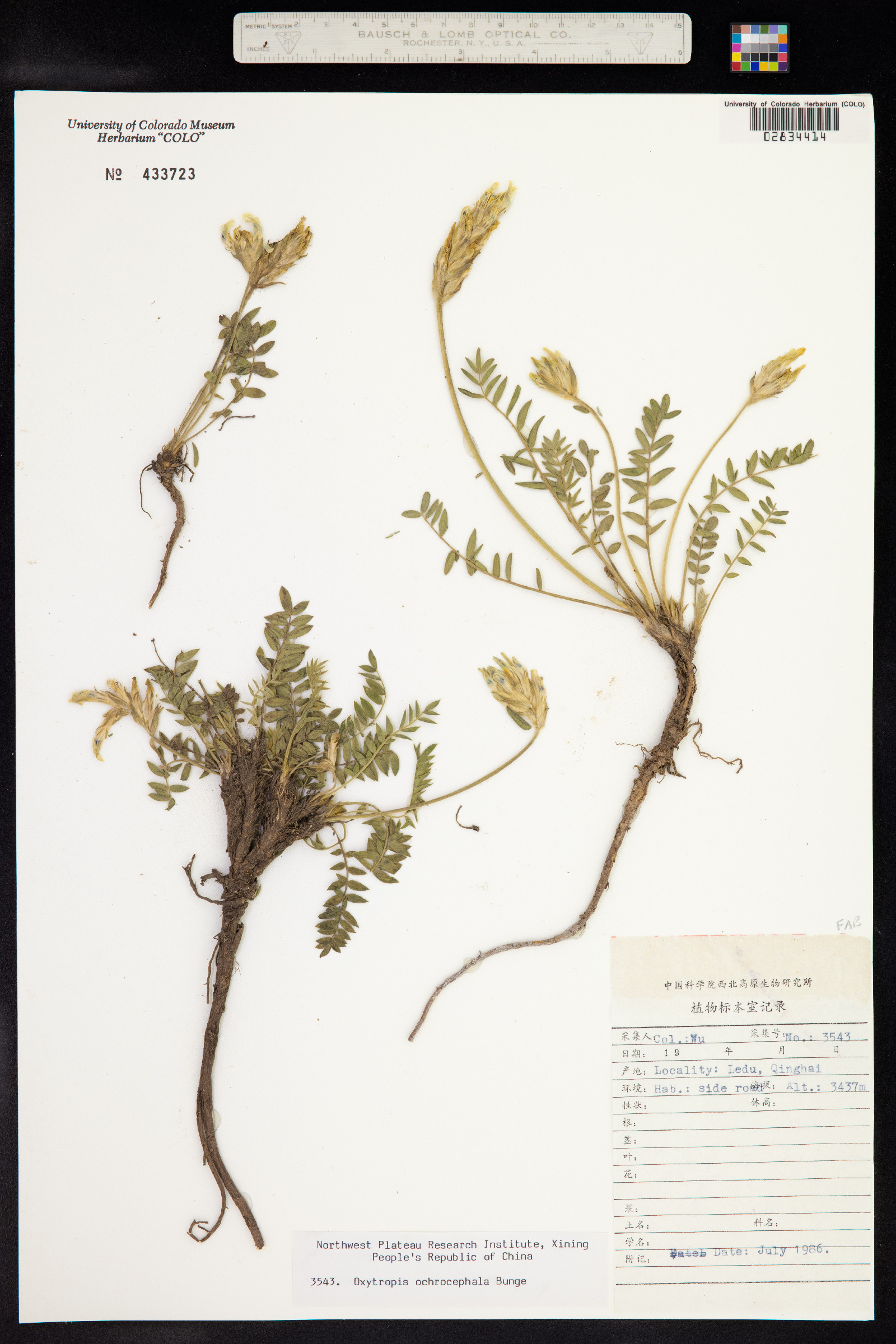 Oxytropis ochrocephala image