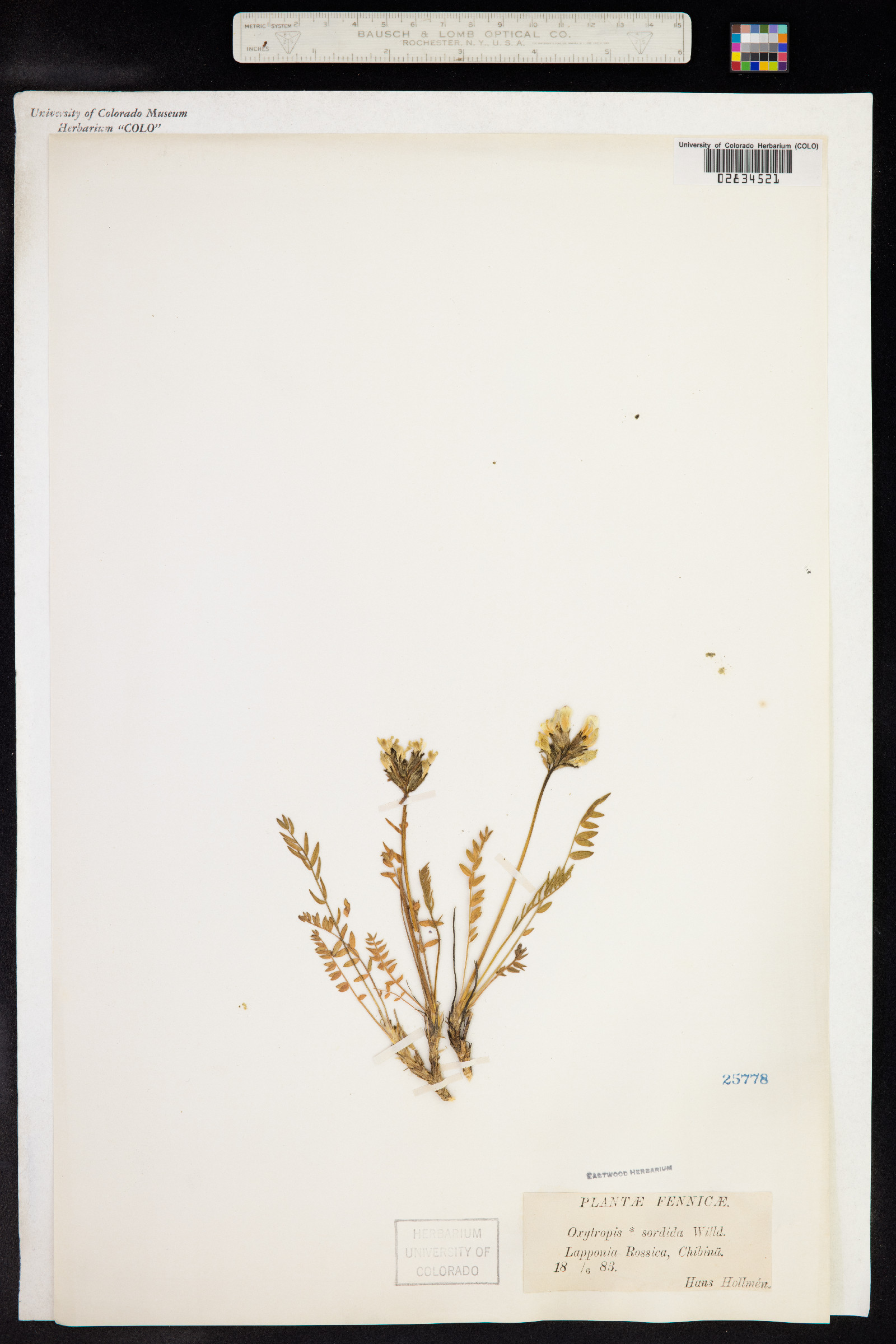 Oxytropis arctica var. barnebyana image