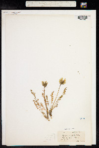 Oxytropis arctica image