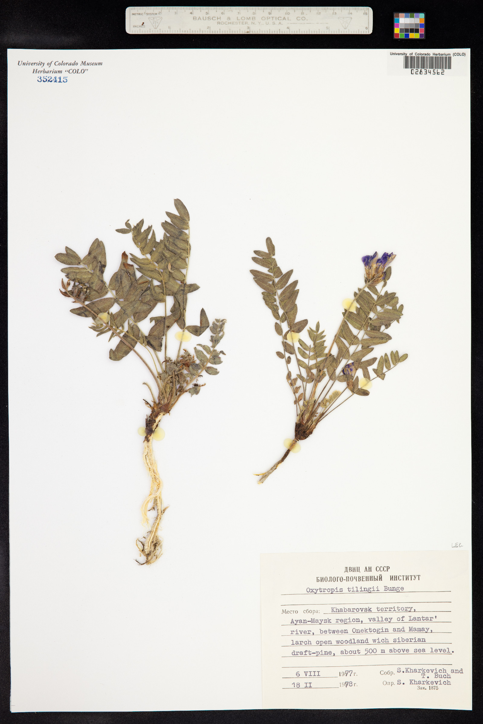 Oxytropis tilingii image