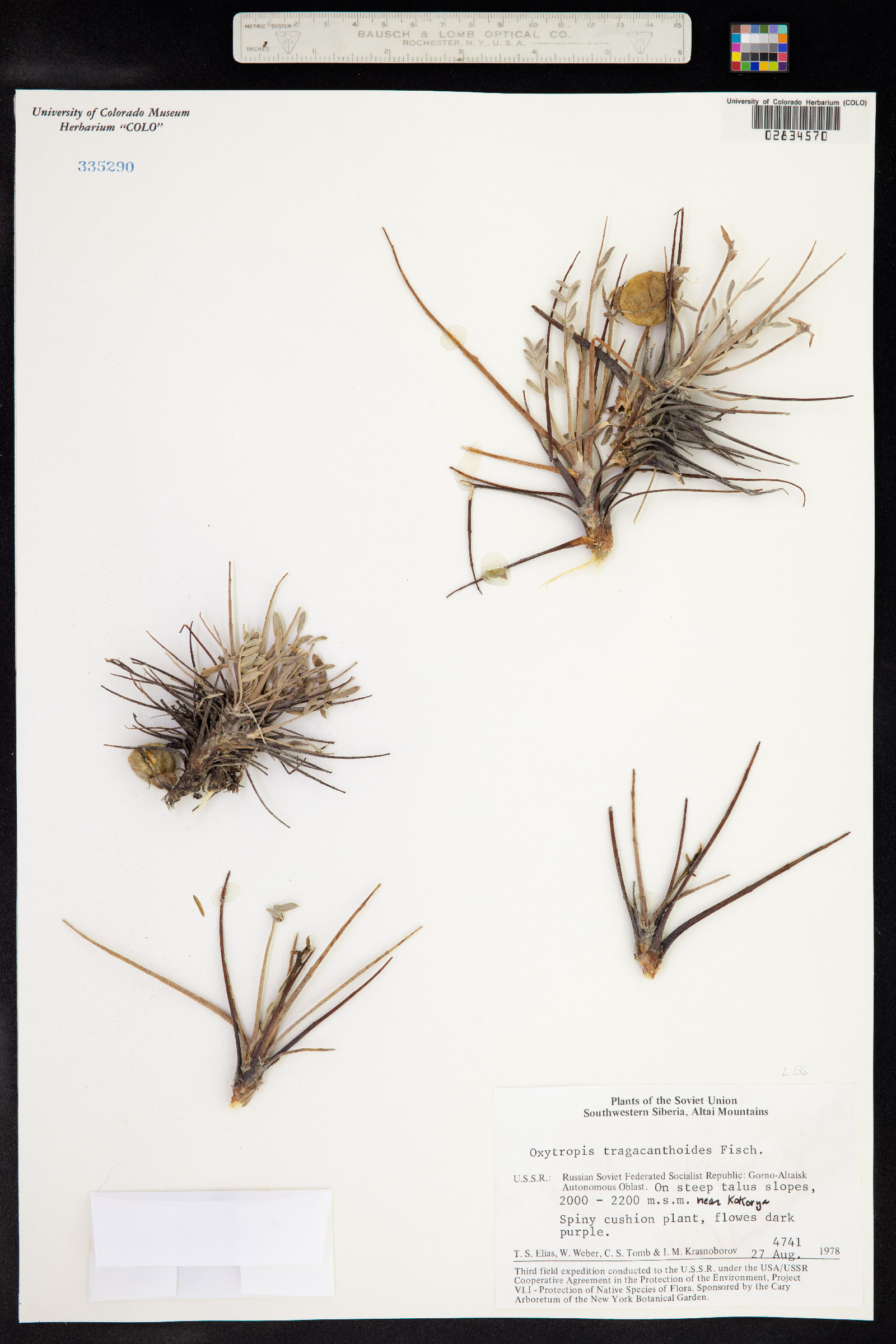Oxytropis tragacanthoides image