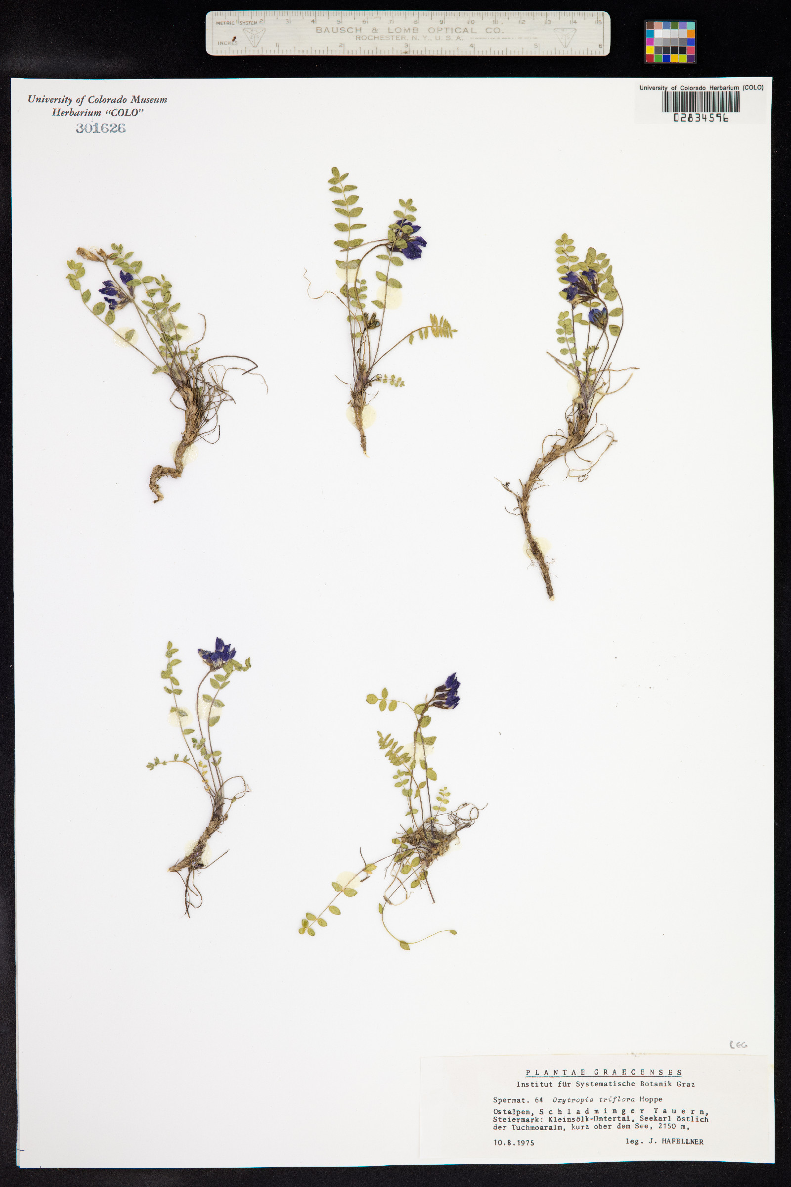 Oxytropis triflora image