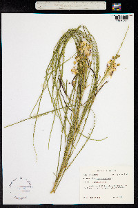 Parkinsonia aculeata image