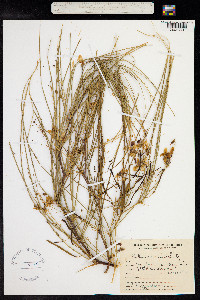 Parkinsonia aculeata image