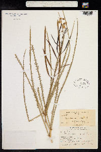 Parkinsonia aculeata image