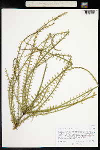 Parkinsonia aculeata image