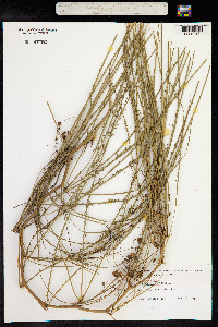 Parkinsonia aculeata image