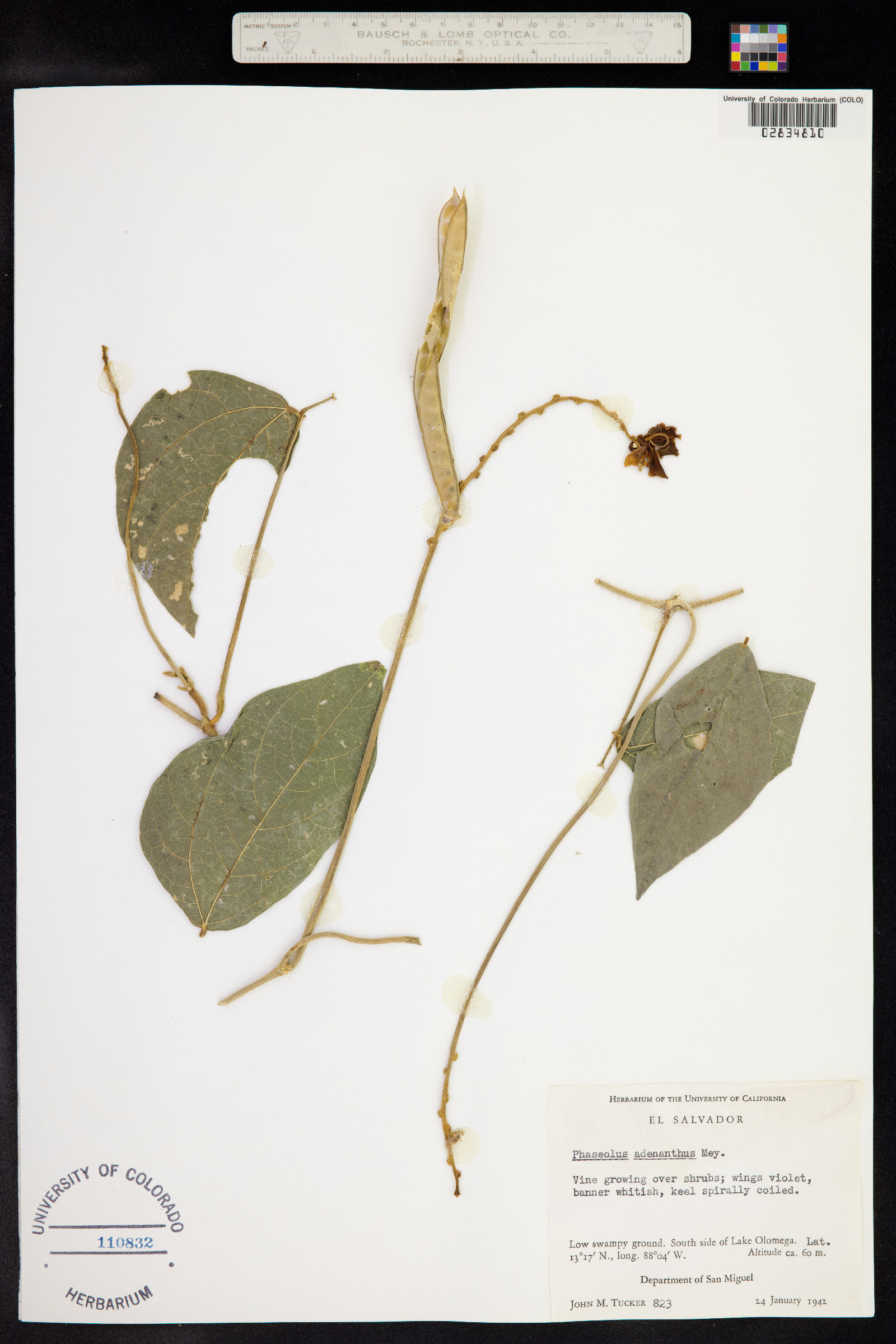 Vigna adenantha image