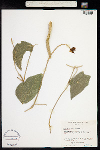 Vigna adenantha image