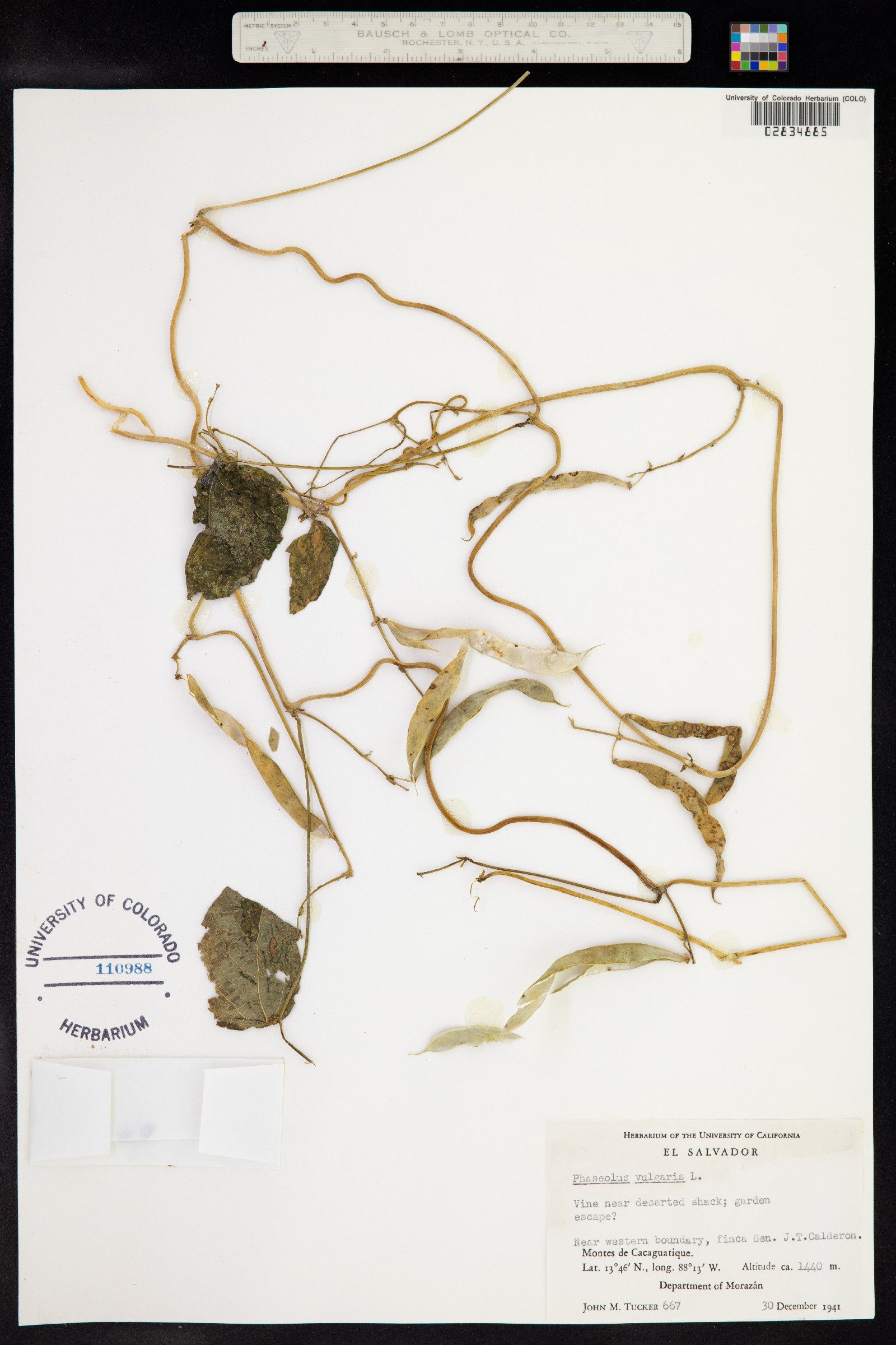 Phaseolus vulgaris image