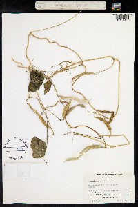 Phaseolus vulgaris image