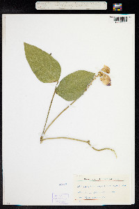 Vigna speciosa image