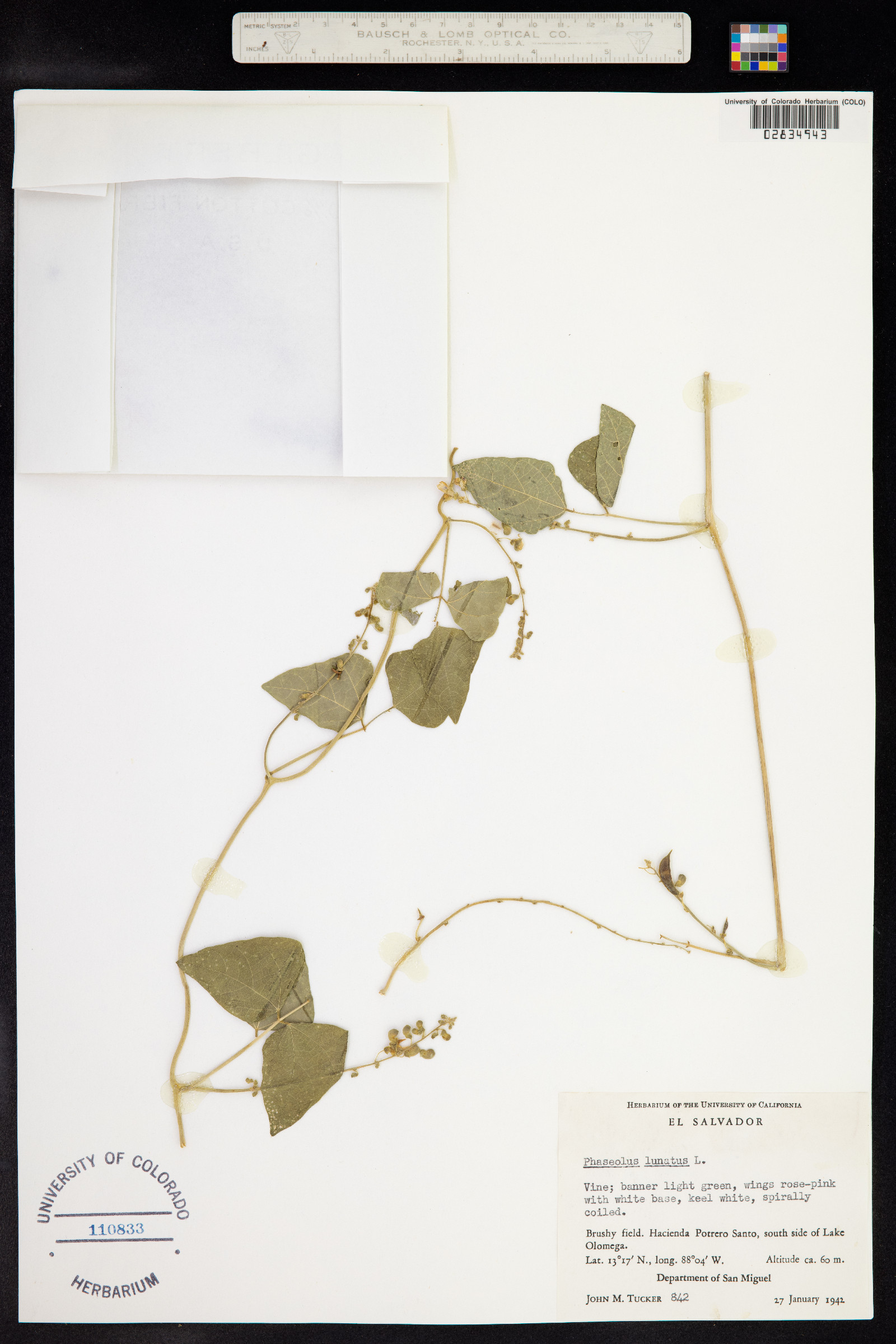 Phaseolus lunatus image