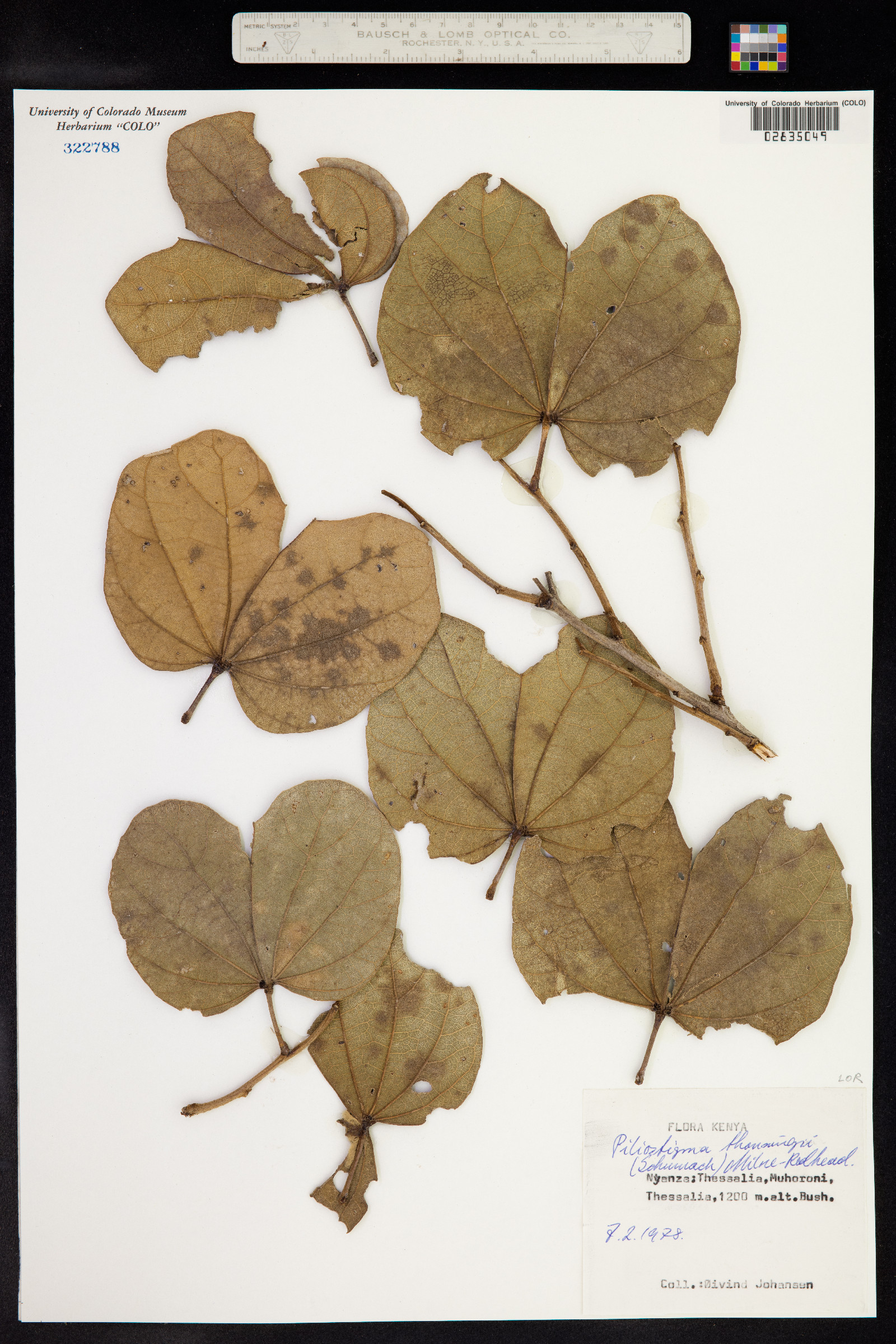 Bauhinia thonningii image