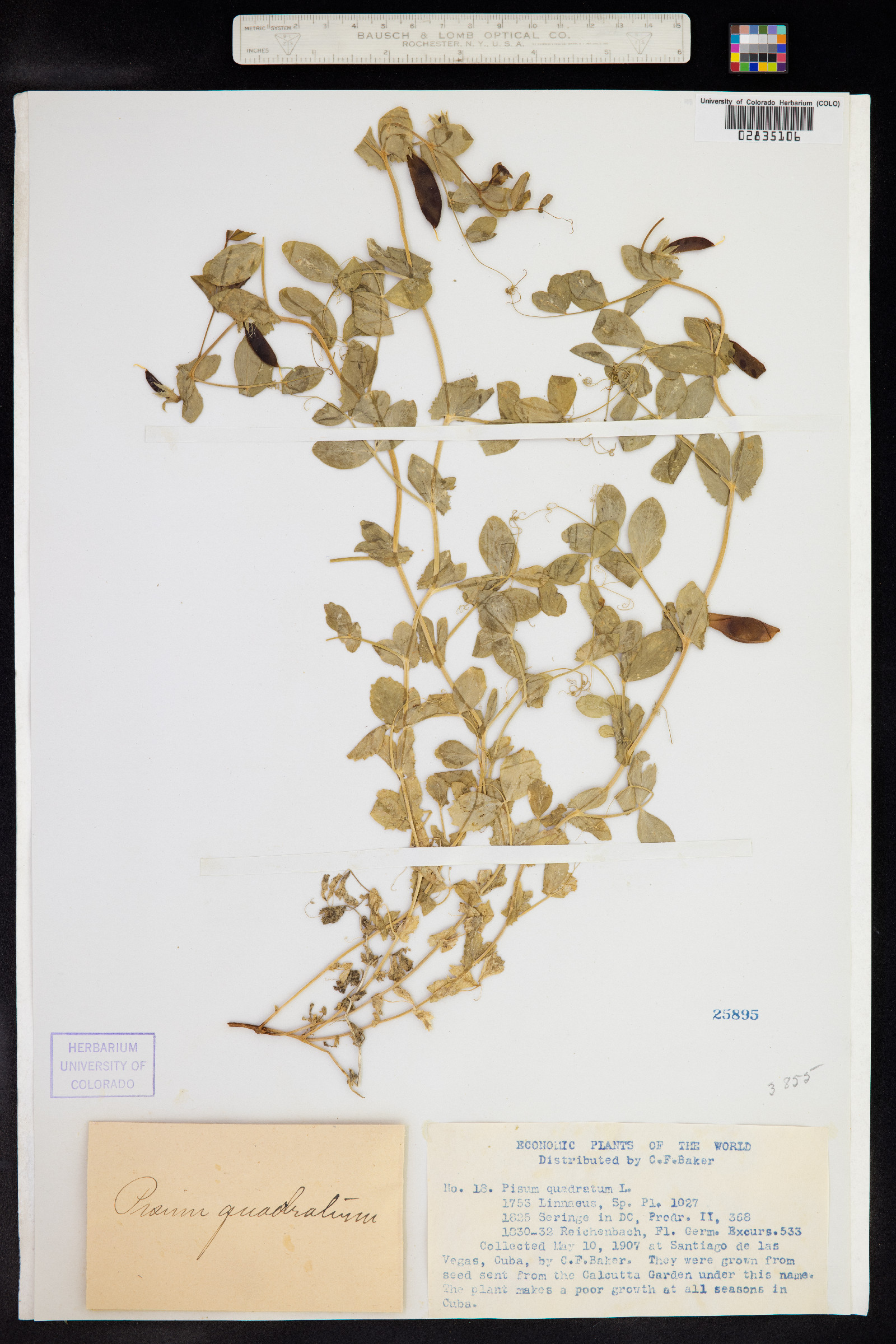 Pisum quadratum image