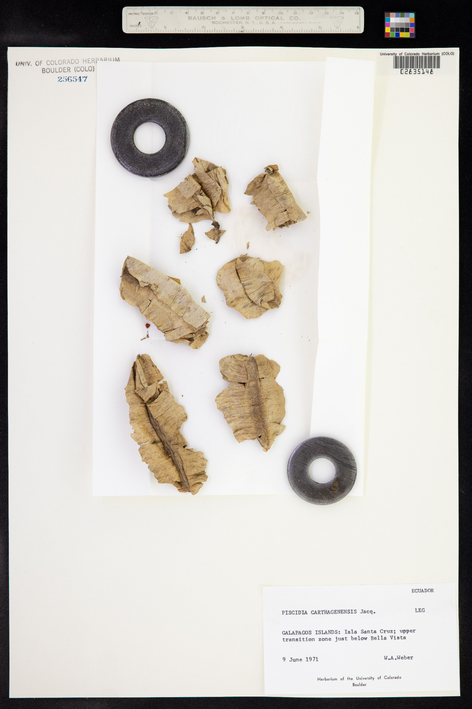 Piscidia carthagenensis image